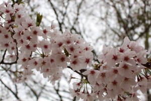 IMG_2979